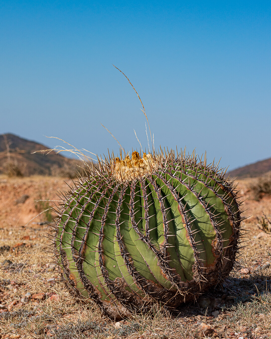 Echinocactus platyacanthus